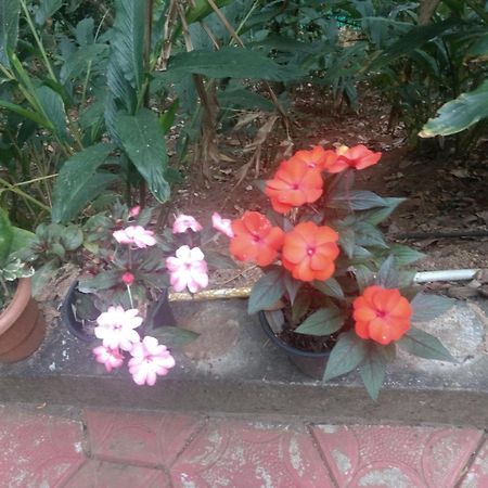 Mount Spring Valley Homestay Теккаді Номер фото
